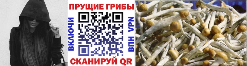 Купить где  Гусиноозёрск  Псилоцибиновые грибы мицелий 